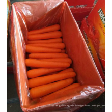 China carrot 5kg box pack / Export quality fresh red carrot 80g-150g-200g